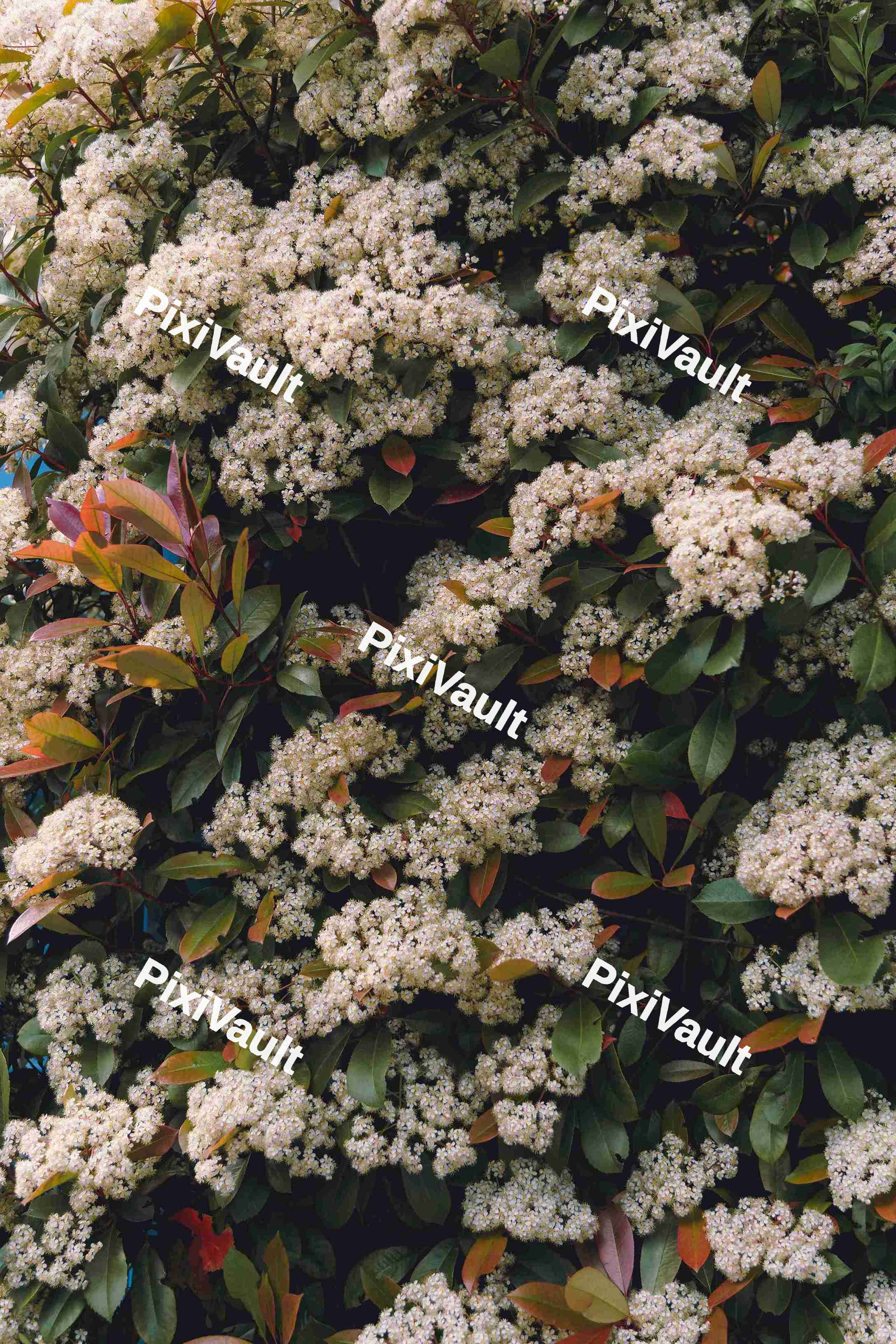 Blossoming flowers